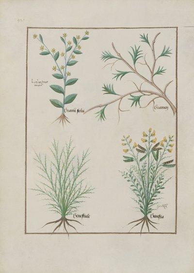 Illustration from the Book of Simple Medicines by Mattheaus Platearius by Robinet Testard